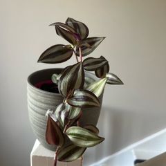 Wandering Jew plant