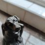 Labrador Bookends Image 7