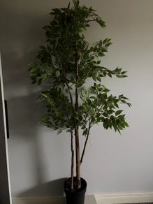 ikea plant