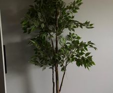 ikea plant