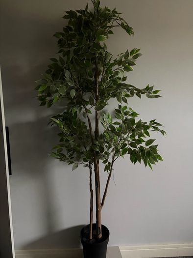 ikea plant