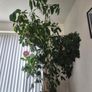 Plant Image 2