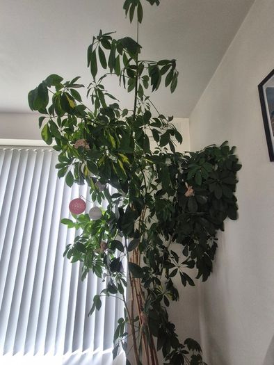 Plant
