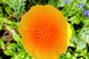 Californian Poppy Gold Sun