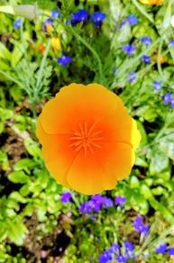 Californian Poppy Gold Sun