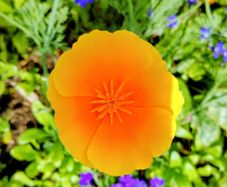 Californian Poppy Gold Sun