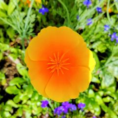 Californian Poppy Gold Sun