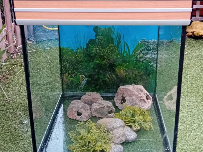 Fish Tank