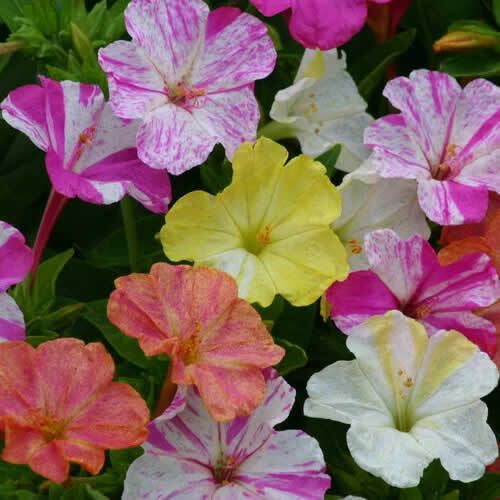 (M) Four O'Clock Mirabilis seeds 1g (415229)