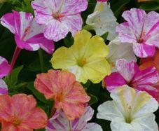 (M) Four O'Clock Mirabilis seeds 1g (415229)