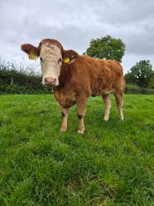 Sim heifers