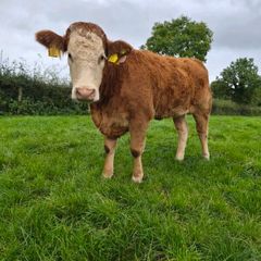 Sim heifers