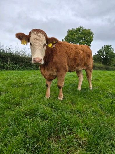 Sim heifers