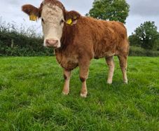 2 sim heifers