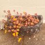 Plant: Palmers Stonecrop Image 2