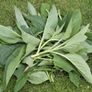 Comfrey Roots, Crowns & Plants - Watch Video Image 2