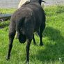 Purebred Registered Zwarbtle Ram Image 4