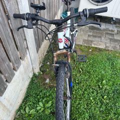 Adult Bicycle