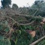 Leylandii timber for firewood Image 2