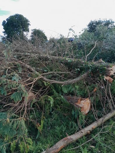 Leylandii timber for firewood
