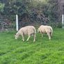 Rams Image 4