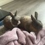 Dwarf Rabbits Image 4