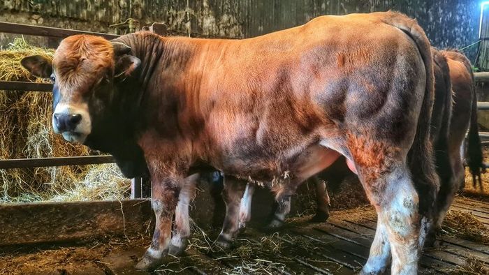 Aubrac bulls