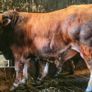 Aubrac bulls Image 6