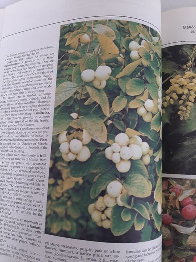 vintage new book flowers for everywhere 1974