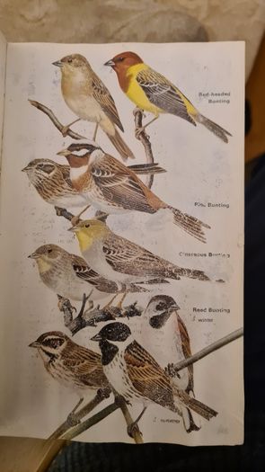 Birds Of Britain And Europe. The Hamlyn Guide. By Bertel Bruun. Illustrated By Arthur Singer. 516 Birds In Colour & 448 Maps. Paperback In FAIR CONDITION. 32..