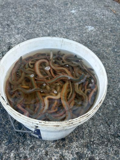 Live & frozen baits