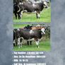Livestock Image 6