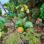 apple plants Image 9