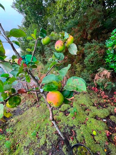 apple plants
