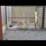 dog pen Image 3