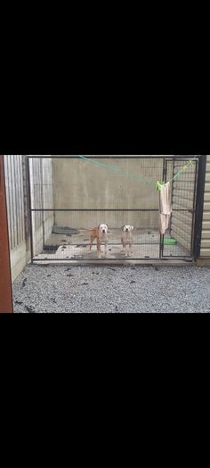 dog pen