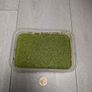 Aquarium floating plants - Duckweed Image 2