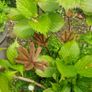 hydrangea flowers Image 3