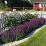 (S) Woodland Sage Seeds 0.1g Image 3
