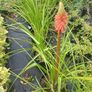 plants Image 4