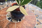Hoya Krimson Queen for sale