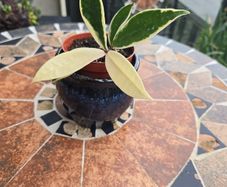 Hoya Krimson Queen for sale