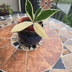 Hoya Krimson Queen for sale