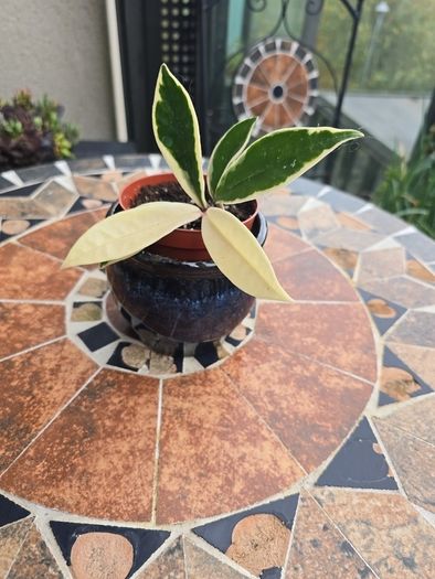 Hoya Krimson Queen for sale