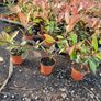 Red Robin Hedging Plants Image 6