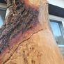 Live Edge Oak Wood Slab Burl Image 4