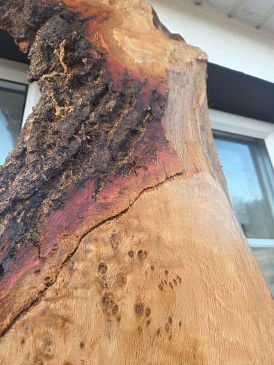 Live Edge Oak Wood Slab Burl