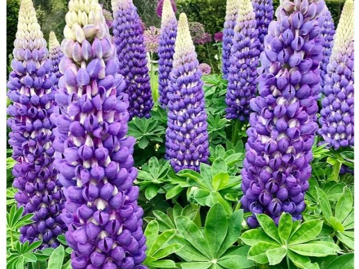 Lupine Bluebonnet Flowers seeds. 0.5 g