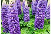 Lupine Bluebonnet Flowers seeds. 0.5 g