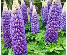 Lupine Bluebonnet Flowers seeds. 0.5 g